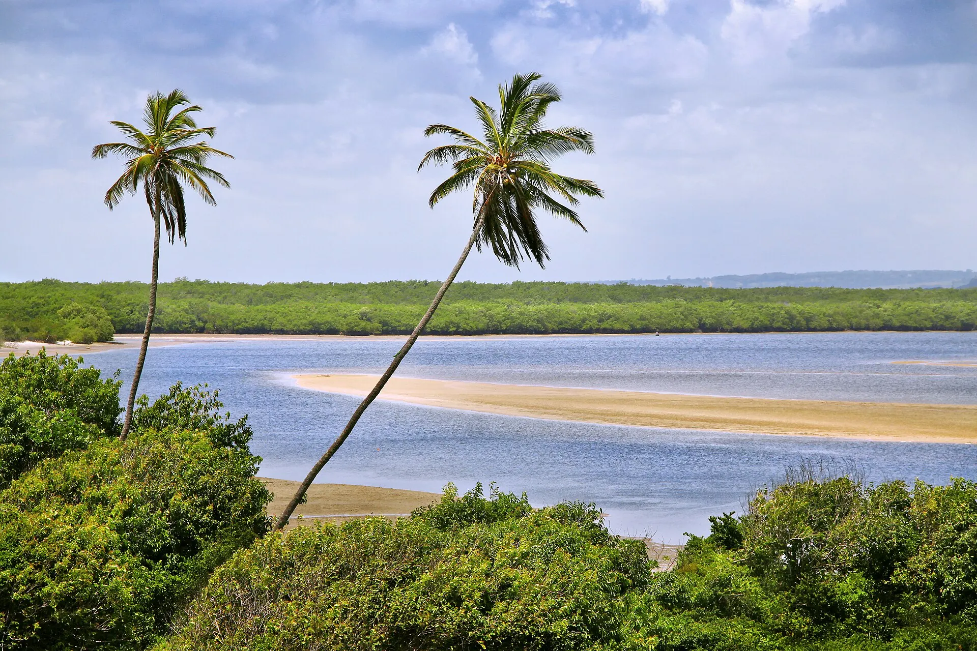 Coqueiros na margem do estuário do rio Mamanguape, com um banco de areia e o mangue ao fundo