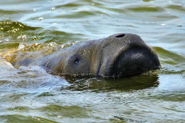 Peixe-boi-marinho com o focinho fora da água na Barra de Mamanguape