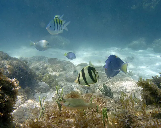 Peixes recifais na água clara do recife de Picãozinho