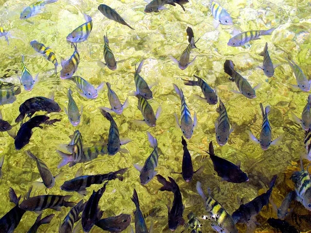 Cardume de peixes na água rasa das piscinas naturais de Porto de Galinhas